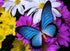 Butterfly Full Drill Painting Kit
